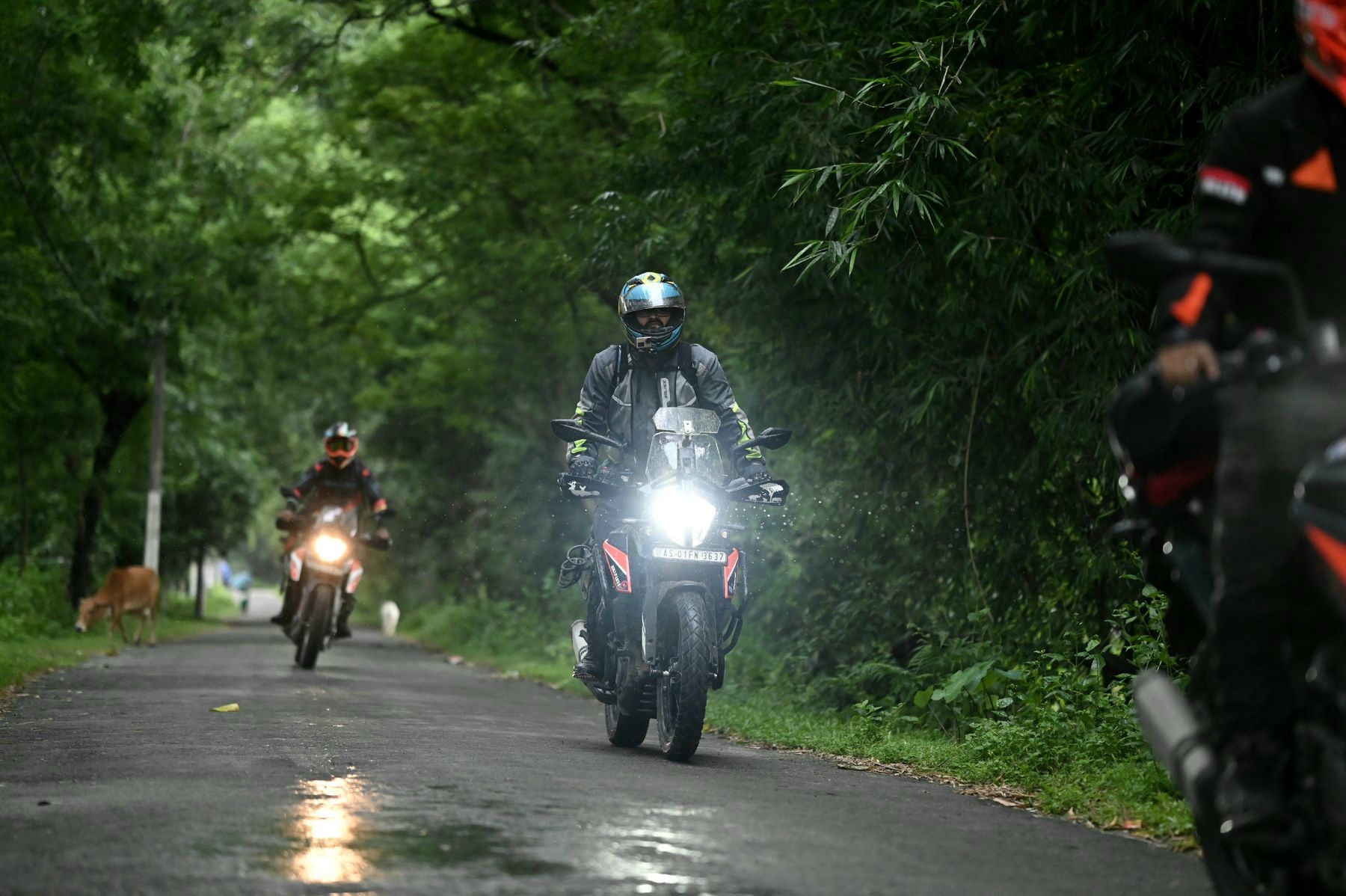 Road winding between green trees